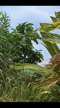 Trip Sex, Kongkek Pasangan Di Resort Di Kemboja