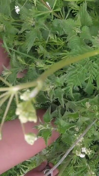 Nettle