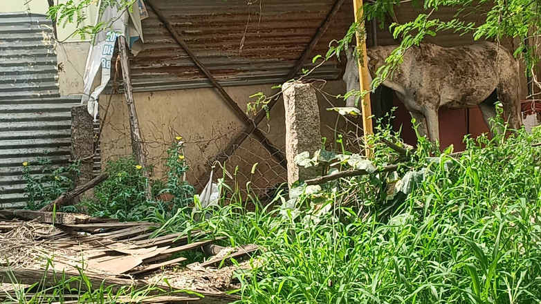 Inba: Scopata all'aperto