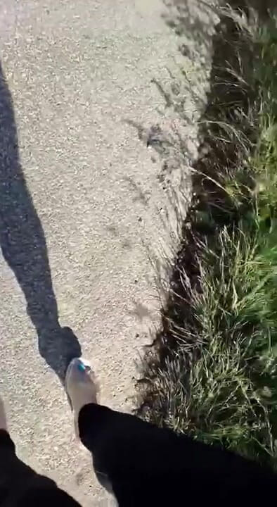 BadCat: Sexy legs walking in high heels