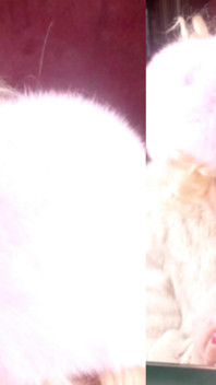 跨性别毛皮女士穿着柔软的蓝色狐狸皮毛进行双重口交