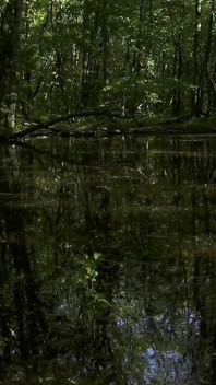 Promenade dans la forêt de Mesmeriza