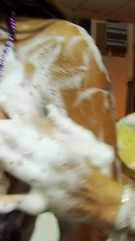 Gorące esbijskie miody uwielbiają bawić się mydłem i mokrymi cipkami