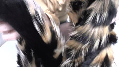 Lady Victoria Valente: Entraînement à l’éjaculation : renifler une écharpe en fourrure et un sperme, Lady...