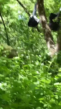 Sexo na floresta. Dois membros. Parte 1. Versão original em 4k