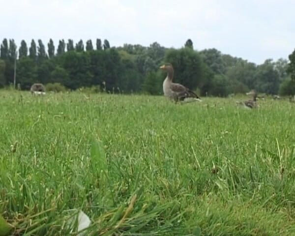 Planete Francaise: Grassa puttana francese scopata ruvido in bagno