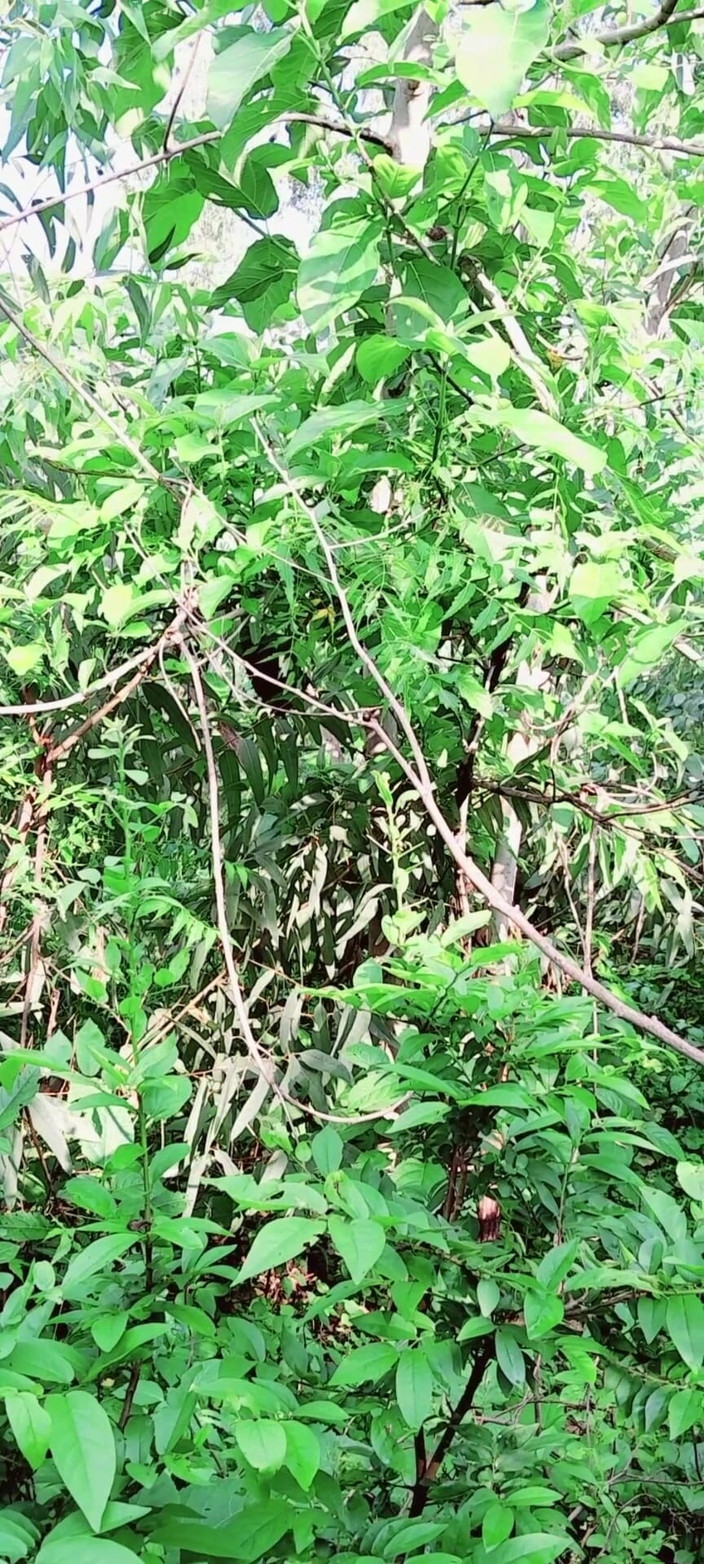 Renudbf: Bylo to deštivé období a švagrová byla. Oba šli ven a měli...