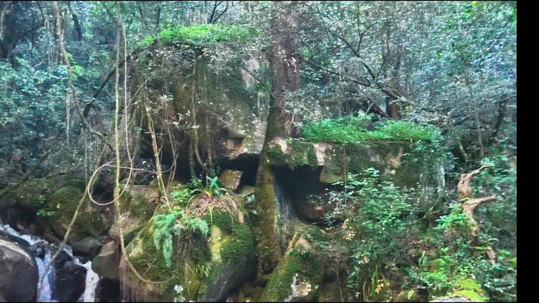 Black Swan: Máy bay bà già bị ăn thịt âm hộ và đụ trên sông