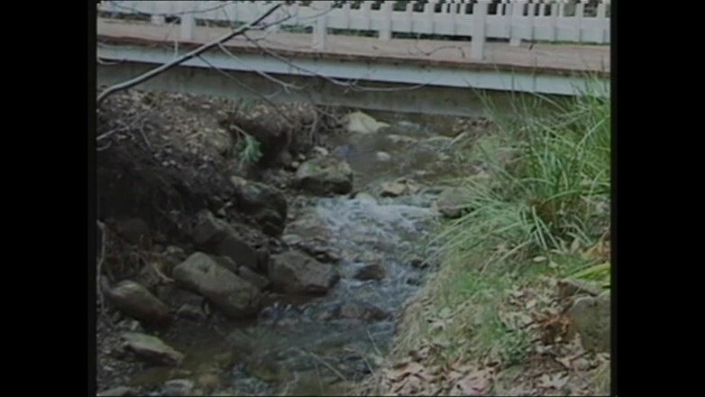 MMV films - The Original: Ormanın siyahı