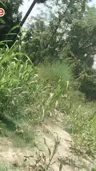 Desi Bangali Boy in Forest Fuk Tree