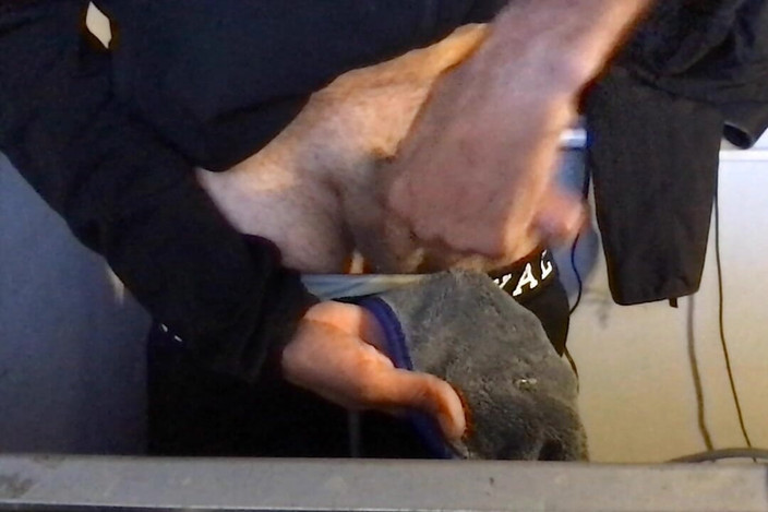 BrooklynsBigDick: Воспроизведения