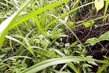 Gangbang straight: Lelaki Bertatah Kanada Masuk Ke Dalam Hutan Padat Dan Memberikan...