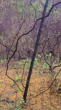 Ngentot di hutan sama kontol besar