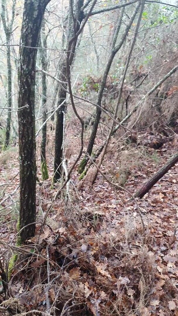 Timmyboy: Timmyboy aku pergi untuk lari di hutan dan aku jadi...