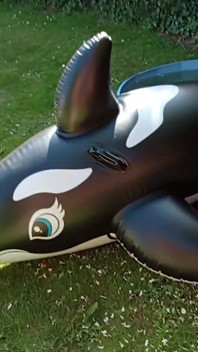 Outdoor with My Dolphin