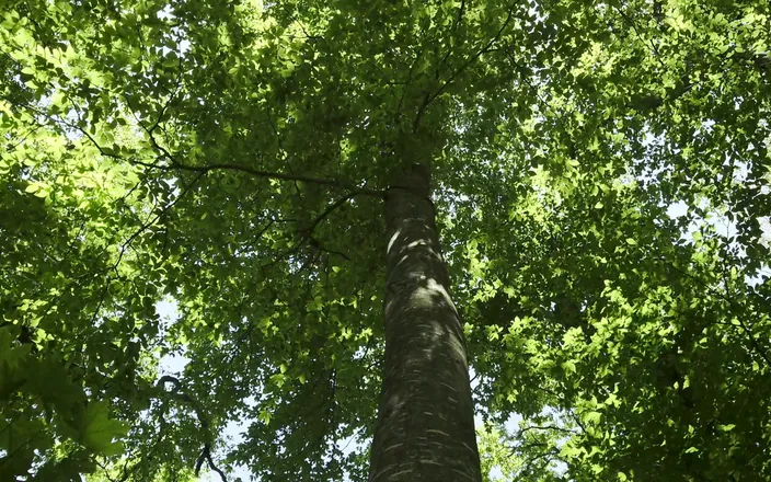 Mesmeriza: Mesmeriza Forest Walk