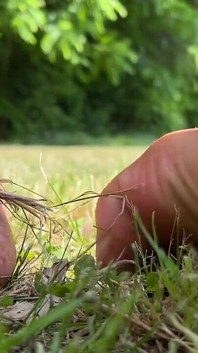 Stiefmutter barfuß draußen spielt im gras
