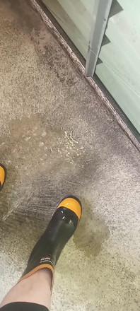 Pissing on Steel Toe Black Rubber Wellies