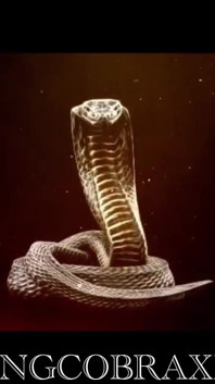 Cum Inside My Pussy King Cobra