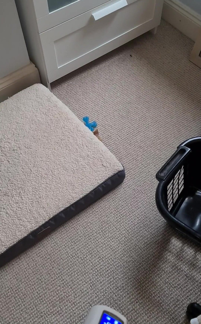 Amadeus: Polední pumpa