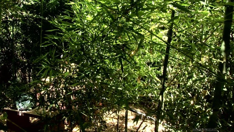 Teach Twinks: Horny Fucking in the Forest