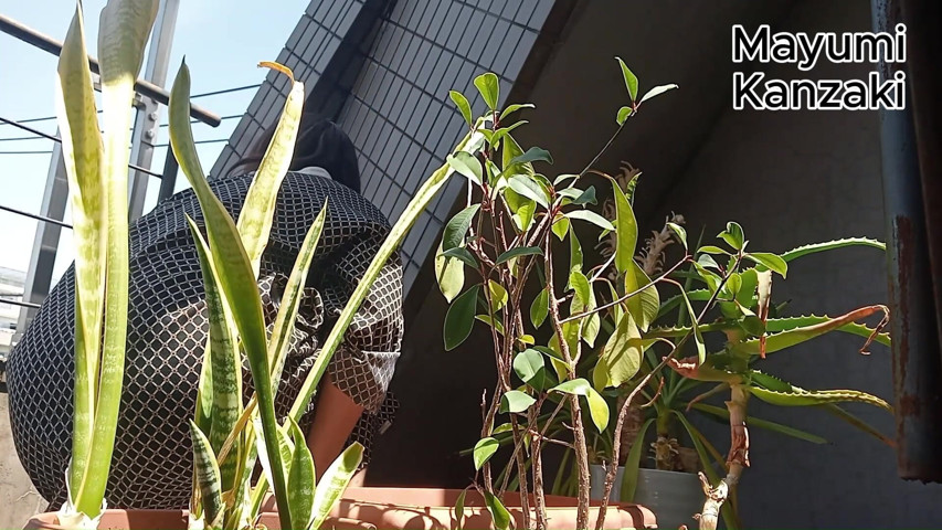 I Pee in the Potted Plant Again (Mayumi Kanzaki)