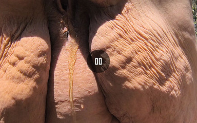 HerculesnVENUS: Milf lässt ihre kleidung fallen und gelbe pisse bläst