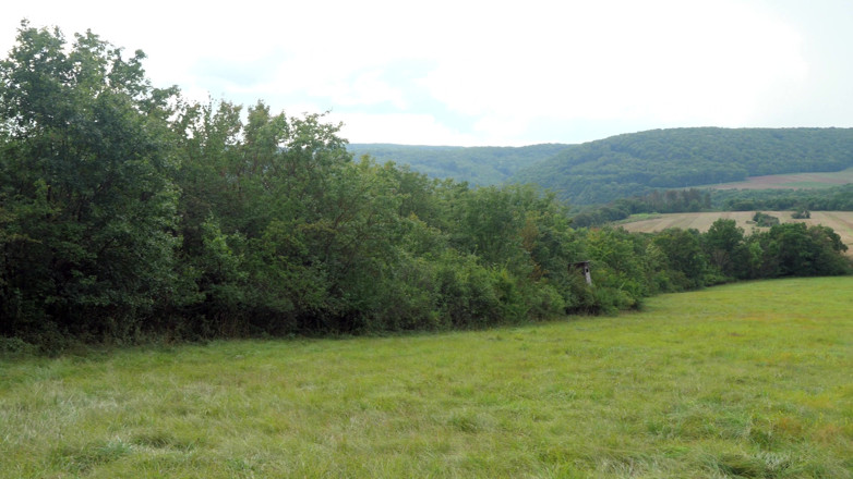 Peaches and Bananas: Z bliska cipka college'u