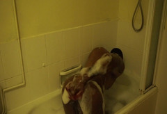 Amadeus: Czas kąpieli 2. Tryb Amadeus