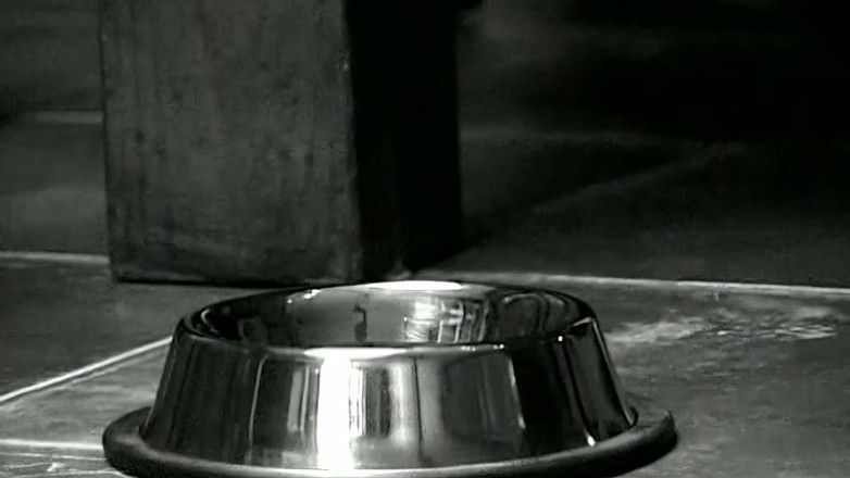 BDSM6.CLUB: Puniscemi, maestro! Addestramento e punizione degli schiavi BDSM!