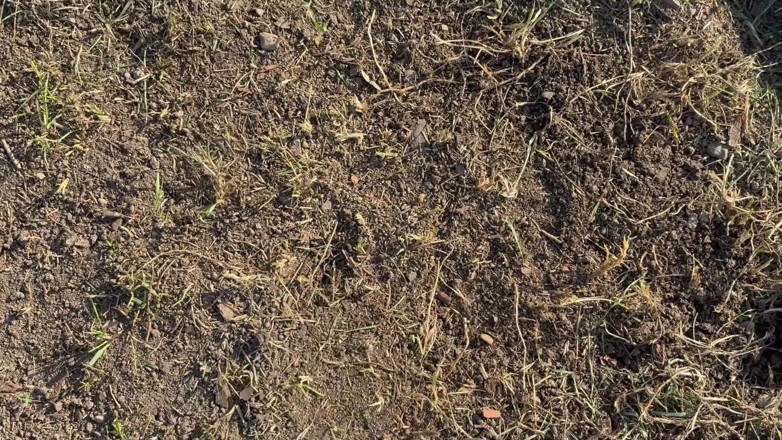 AmayaMori: Велетень садівництво стало диким, вона садить крихітного чоловіка