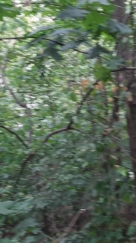 Riskabelt lesbisk onani i skogen