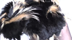 Lady Victoria Valente: Ejaculation Training: Sniffing and Cumming on a Fur Scarf, Lady...