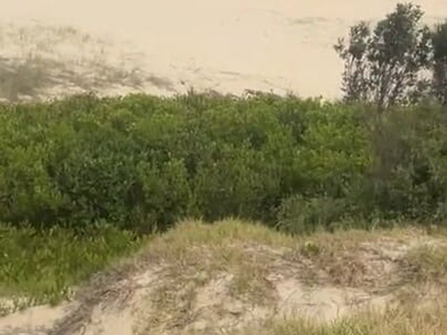 Beach Cock Flash (Madaussiehere)