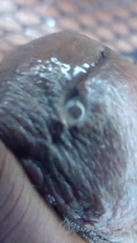 POV Black Fat Sissy Sit and Cum on You