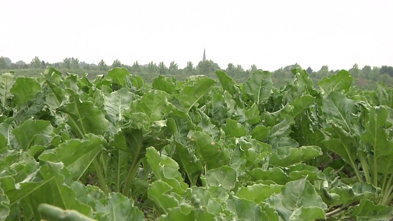 King Of Amateur: vikrit kisaan mahilaon ka khet