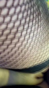 Compilation de plus de 20 inséminations de chatte des 6 derniers mois