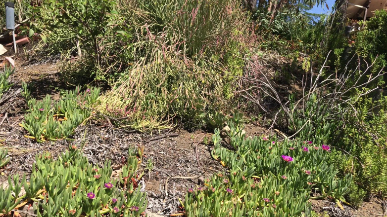 Erin Electra: teenage girl fucks the gardener