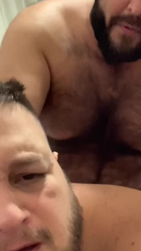 Oso Dominante