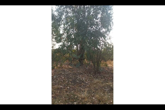 Mr_african: Estaba tratando de encontrar un lugar correcto en el bosque...