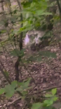 Nice and Long Cumshot, Shirtless, in a Public Forest