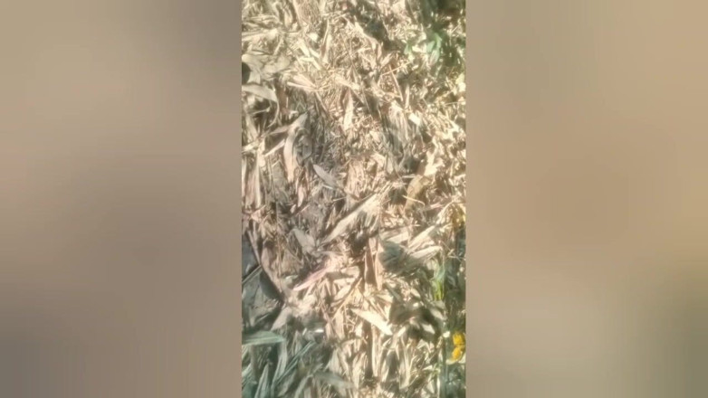 DesiDarkArt: Ngocok kontol cowok berondong panjabi india di luar ruangan