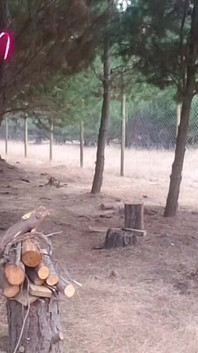 Une belle-mère sexy en plein air dans les bois qui recule