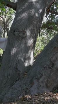 Blond innocent teen model masturbate in forest