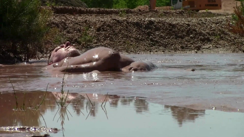 Muddy chubby: Baie de noroi într-o groapă de nisip cu noroi adânc, cremos,...