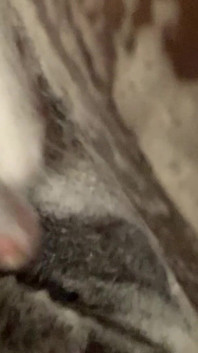 Soapy Shower Massage for a Purrrfectly Clean Pussy