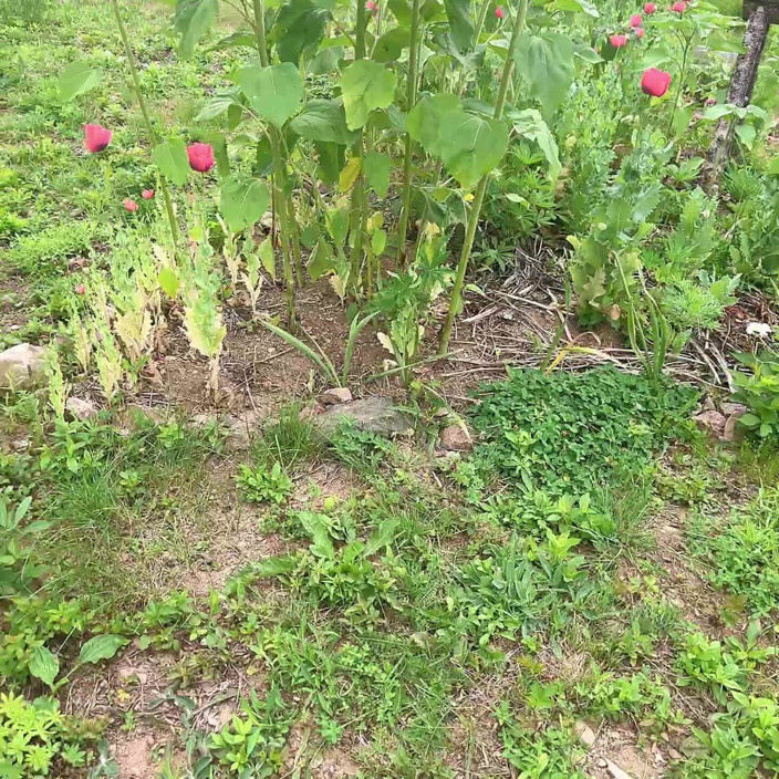 sweethanajapanese: Gardend Outside Pissing Fun
