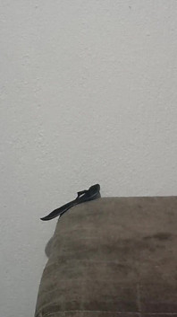 La puta de mi ex viene a mi casa a follarla por unos pesos