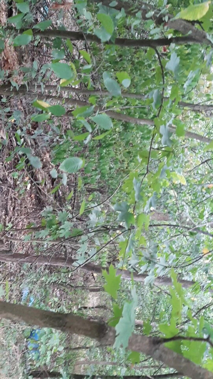 Lesbian-illusion: Ne futem în pădure ca nimeni să nu știe că suntem lesbiene