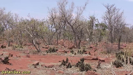Safari sex: African threesome fuck orgy